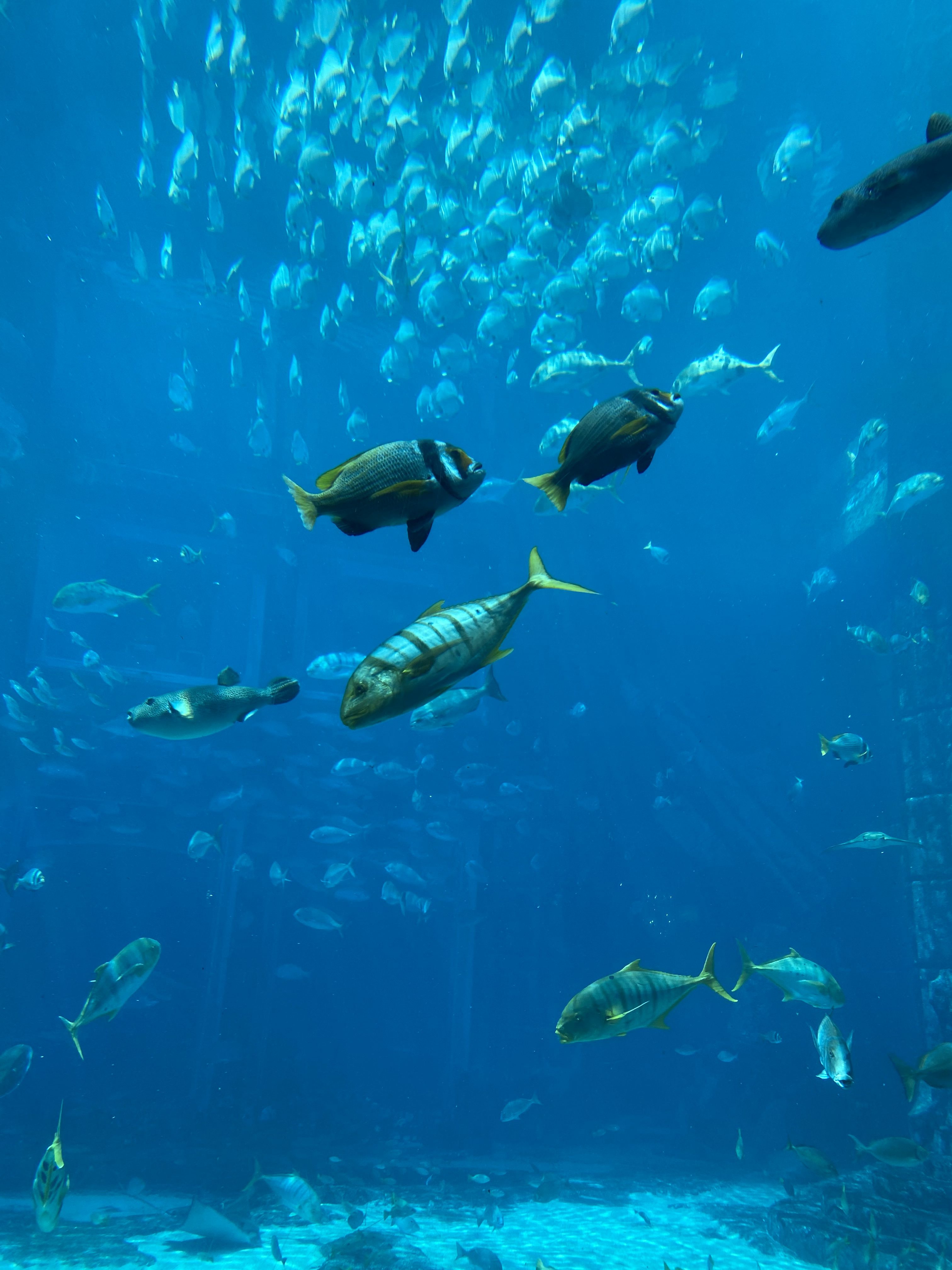 Where To Visit: Lost Chambers Aquarium